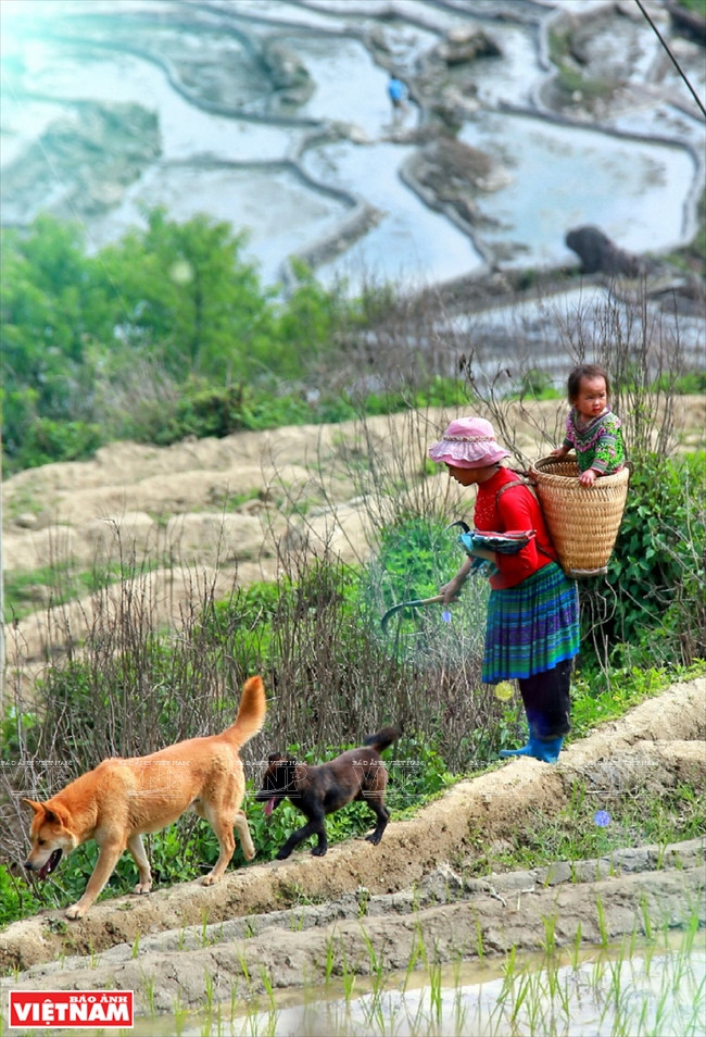 Une famille Mông dans une rizière en terrasses d’A Lù.