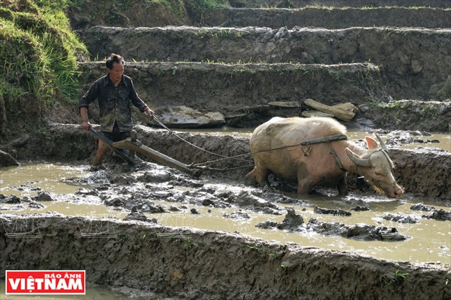 Des agriculteurs de cette région labourent selon des techniques anciennes.