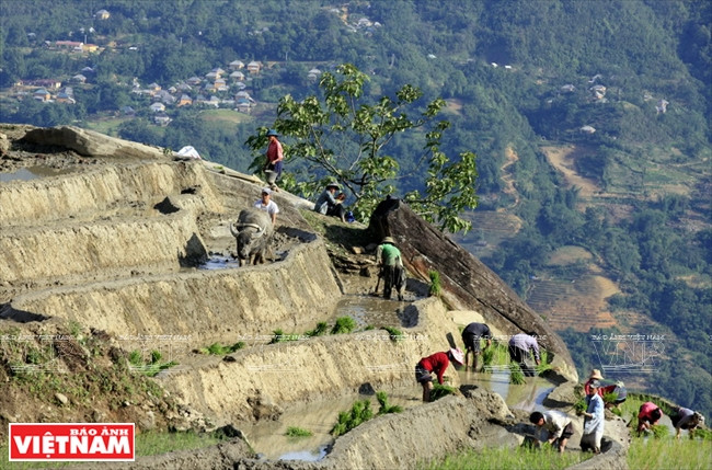 Repiquage de plants de riz à A Lù.