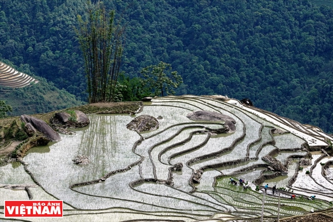 Des habitants de la commune d’Y Ty à la saison du repiquage de jeunes plants de riz.