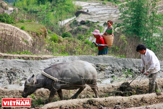 A la saison des pluies dans la commune d’Y Ty, les activités agricoles se concentrent dans les rizières en terrasses. 