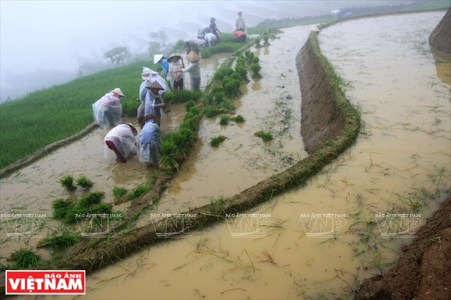 Repiquage de plants de riz à Y Ty. 