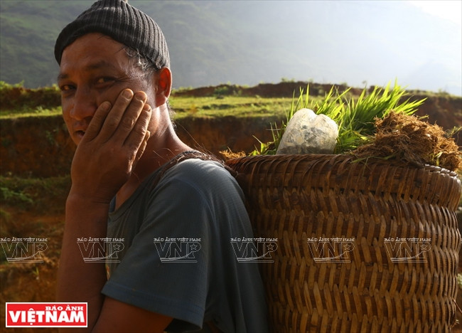 Un H’Mông portant des plants de riz. 