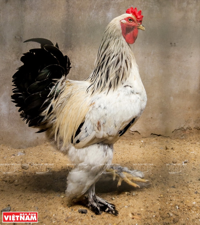 Les poules Brahma sont prisées par les amateurs de volailles d’ornement.