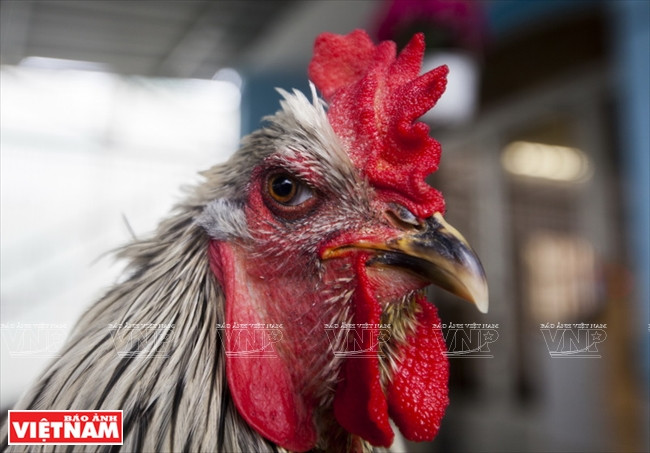 D’origine européenne, les poules Brahma ont bien résisté aux maladies et au climat du Vietnam. L’élevage est facile, la nourriture ne se compose que de riz, de maïs, de légumes. Et pour que les poules soient en bonne santé, l’éleveur doit veiller à une vaccination régulière et leur donner des gousses d’ail comme aliment complémentaire afin qu’elles soient plus résistantes aux épidémies.