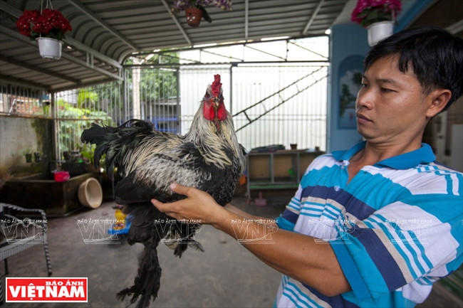La Brahma est une race de poule élevée comme animal de compagnie. M. Phuoc en importe de France, des Pays-Bas, de Grande-Bretagne. Les poules des Pays-Bas ont un plumage multicolore, celle de France sont les plus volumineuses et ont un plumage moins coloré, celles de Grande-Bretagne sont gracieuses et de petite taille.