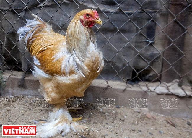 Des poules Brahma de race néerlandaise.