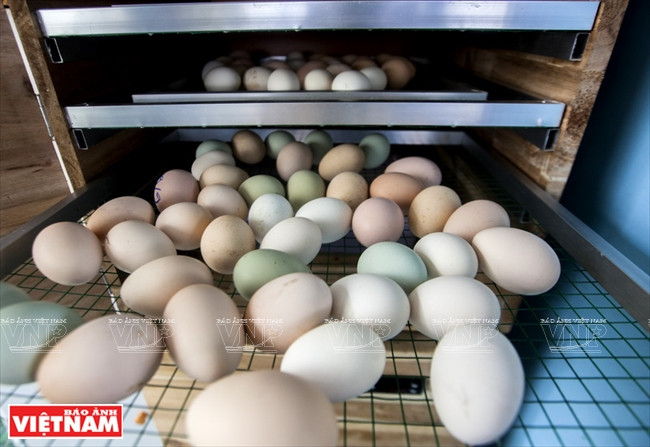 Les œufs sont mis dans un incubateur.