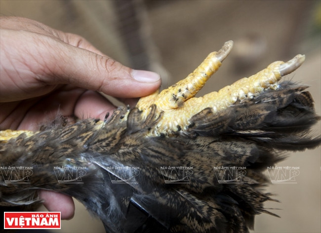 La poule Brahma se distingue par ses pattes emplumées.