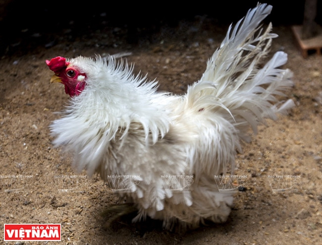 Des poules Brahma d’origine japonaise.