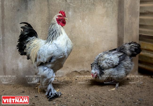 Des poules Brahma de race française.