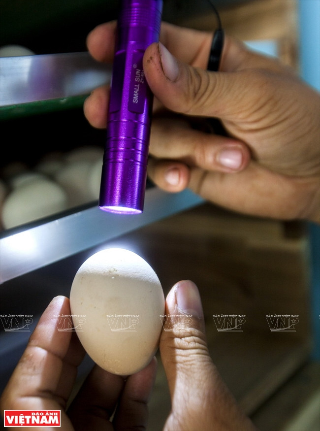 Vérification de la qualité d’un œuf.