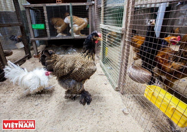 Elle est devenue une vedette parmi les amateurs de volailles d'ornement, de part son très beau coloris, sa taille impressionnante et majestueuse et sa petite crête à pois. Elle a beau être une poule imposante, elle n'en reste pas moins très calme et peu farouche, se laissant facilement attraper. Et certaines fermes d’élevage se trouvent même à Hô Chi Minh-Ville.