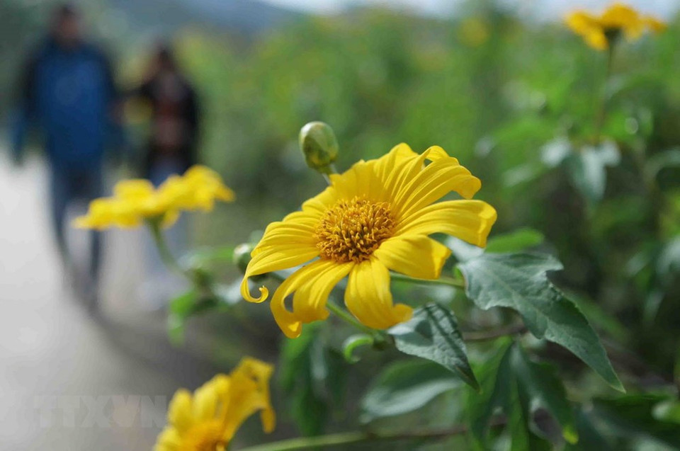 Les tournesols mexicains fleurissent d’octobre à novembre chaque année, à l’approche des jours froids de l’hiver dans le Nord.