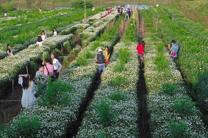 La saison des camomilles sauvages à Hanoï est entre novembre et décembre.