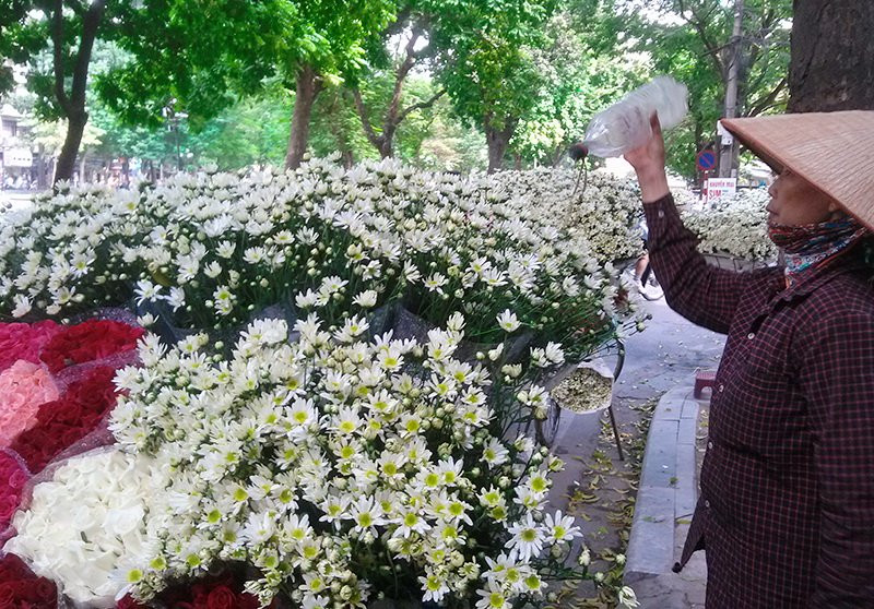 Les camomilles sauvages sont les messagères de l’hiver à Hanoï.