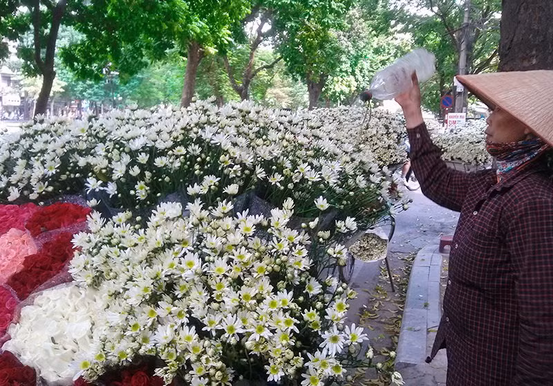 Les camomilles sauvages sont les messagères de l’hiver à Hanoï.