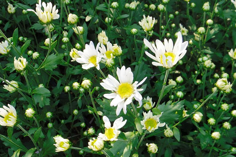 Ces petites fleurs blanches deviennent une « spécialité » de Hanoi.