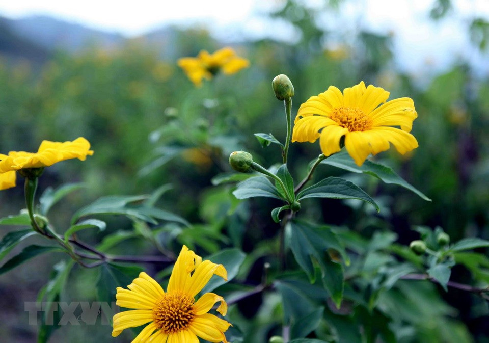 Les tournesols mexicains fleurissent intensément et sont les plus au petit matin.