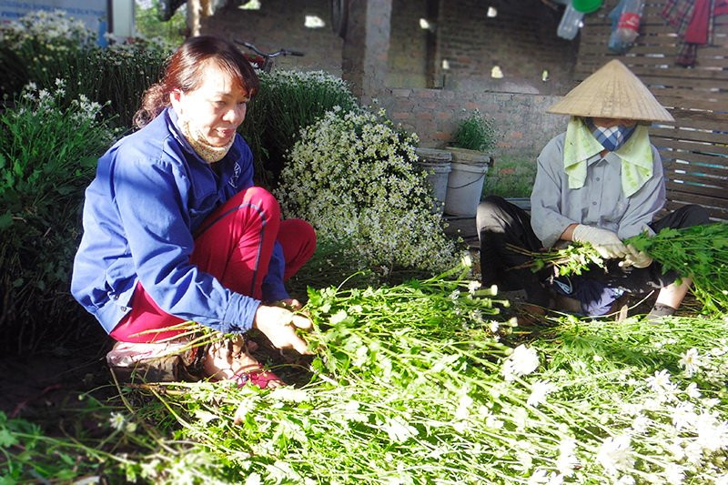 Les camomilles sauvages sont cultivées à partir du 6e mois lunaires.