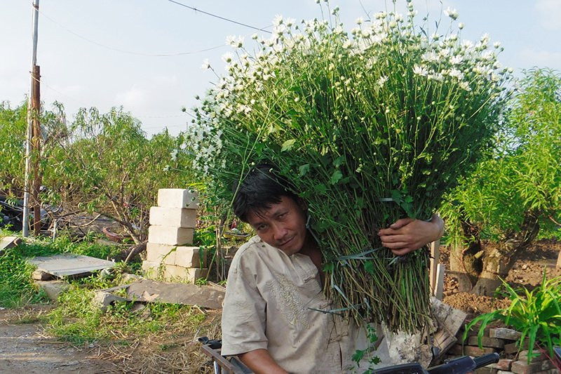 Les camomilles sauvages sont généralement cueillies dès l’aube et à la fin de la journée.