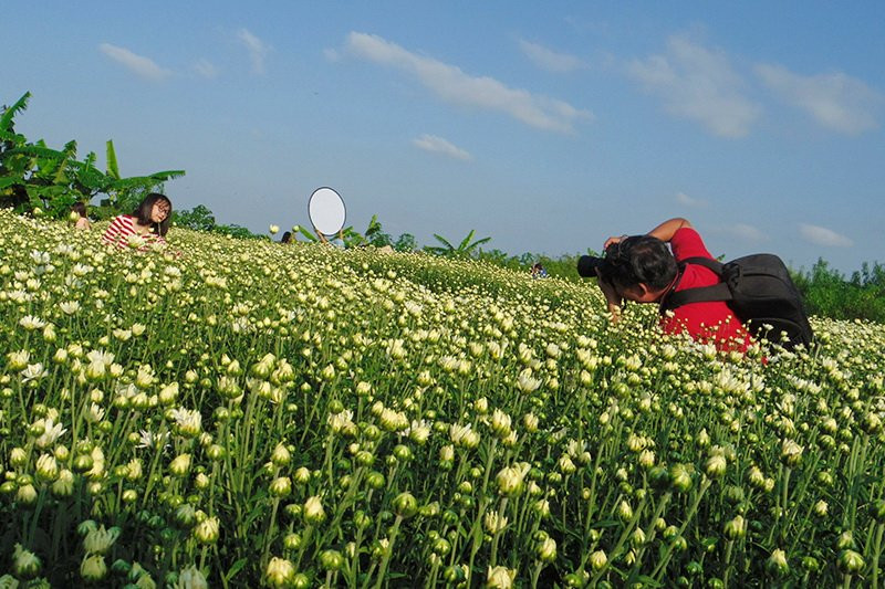 Les jardins de fleurs de Nhât Tân sont des destinations prisées au début de l’hiver.