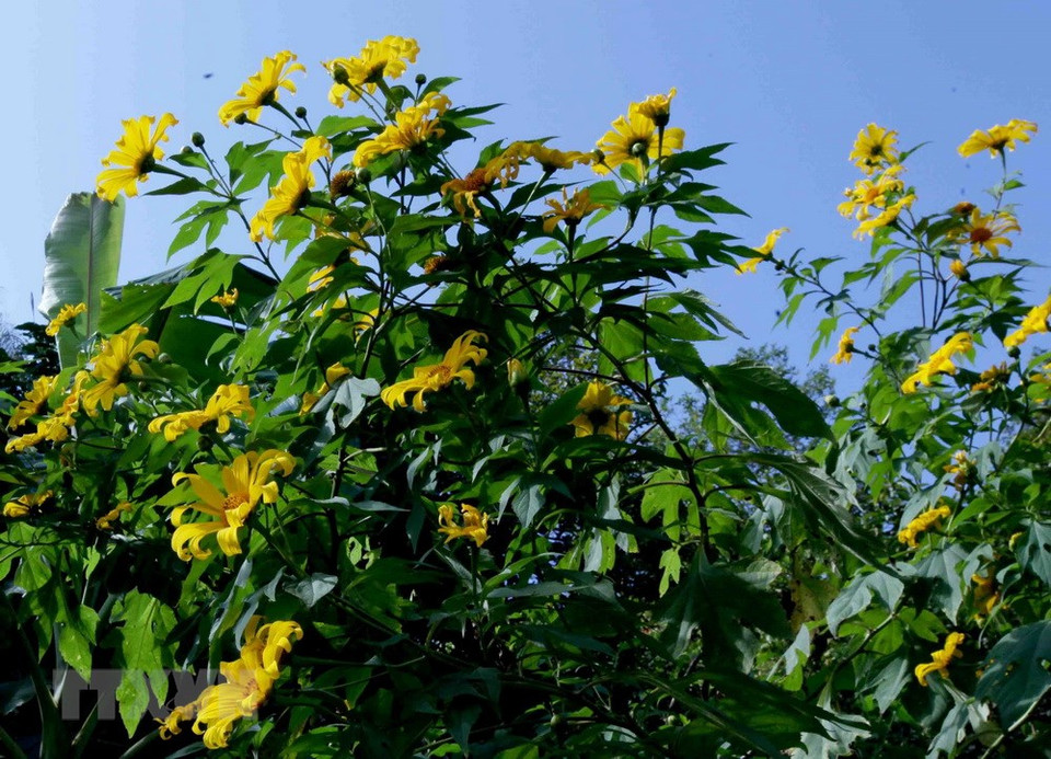 Les tournesols mexicains (Tithonia diversifolia) est une espèce végétale de la famille des Asteracées. 