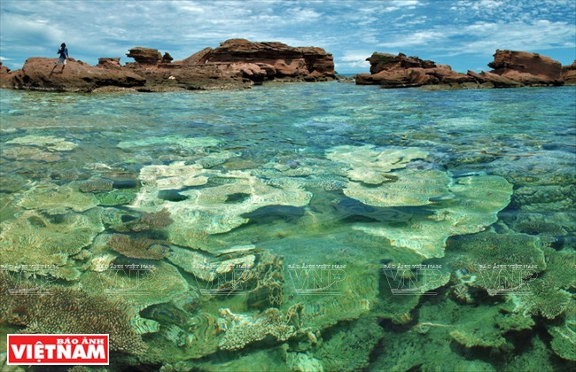 L'île de Hon Thom abrite les plus beaux récifs coralliens du Vietnam