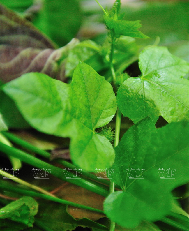 Les feuilles du plat ont des proprités médicinales. 