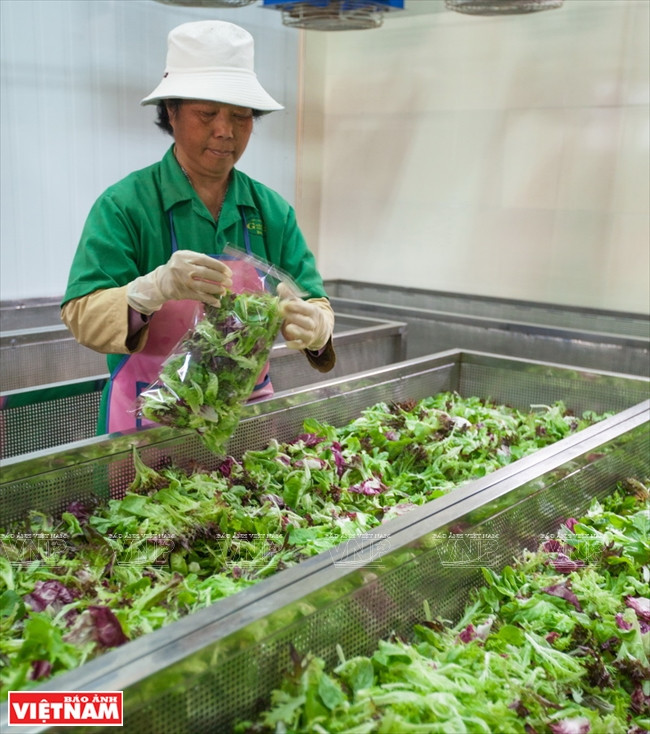 Système de stérilisation de légumes avant l’emballage à Dalat Hasfarm.