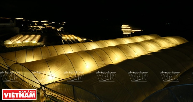 Les fermes de légumes et de fleurs à Dalat appliquent la technique d'éclairage la nuit pour favoriser la croissance des plantes.