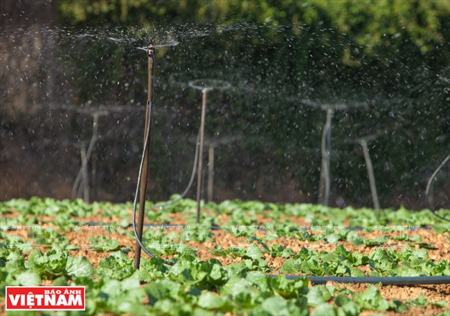 Un système d'arrosage automatique est installé à toutes les fermes à Da Lat.