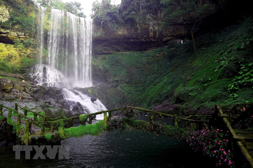 La cascade de Dambri est entourée par une forêt primitive de 300 ha qui a conservé sa beauté sauvage avec de nombreuses variétés d'arbres rares, tels que Sao (Hopea odorata), Kên Kên (Hopea pierei) et Dôi (Talauma). Photo : VNA