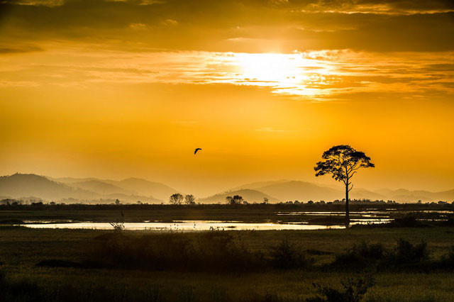 Prairie au crépuscule à Buon Ma Thuot, à Dak Lak.