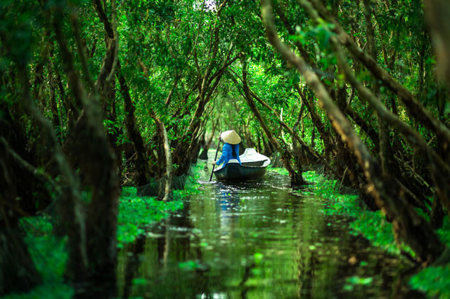 La forêt de cajeputiers de Tra Su, à Chau Doc, dans la province d’An Giang.