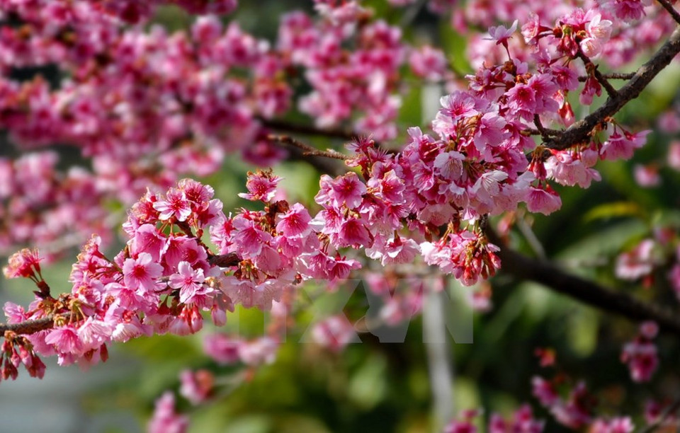 Ces cerisiers Higan Sakura ont été plantés près du lac de Pa Khoang en 2006. 