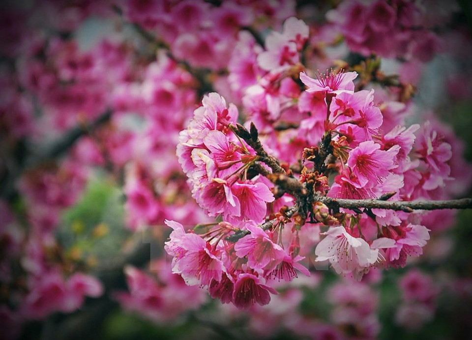 Des milliers de cerisiers fleurissent à l'occasion du Nouvel An.