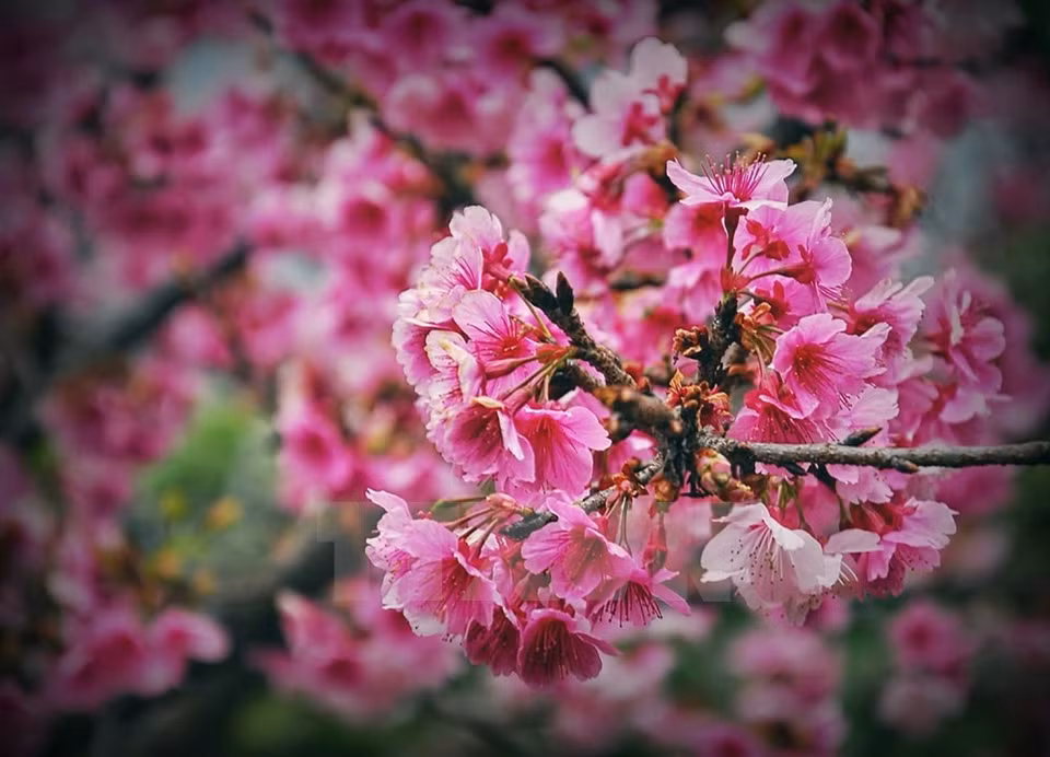 Des milliers de cerisiers fleurissent à l'occasion du Nouvel An. 