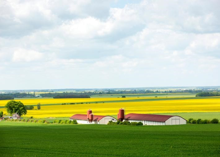 Le jaune et le vert dans une ferme de l'Eure-et-Loir, un département dans le nord de la France.