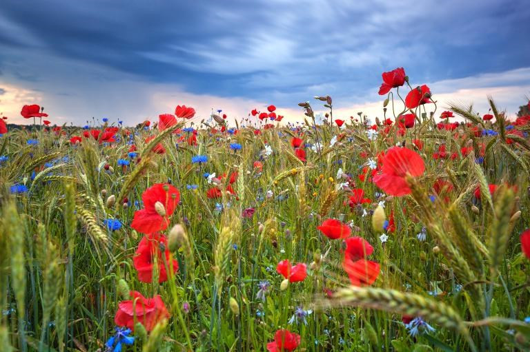 Bleuets et coqueliquots en été en Estonie.