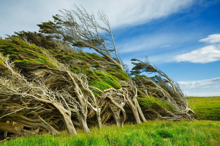  À Slope Point, en Nouvelle-Zélande, les vents soufflent tellement fort que les arbres en sont tout tordus. 
