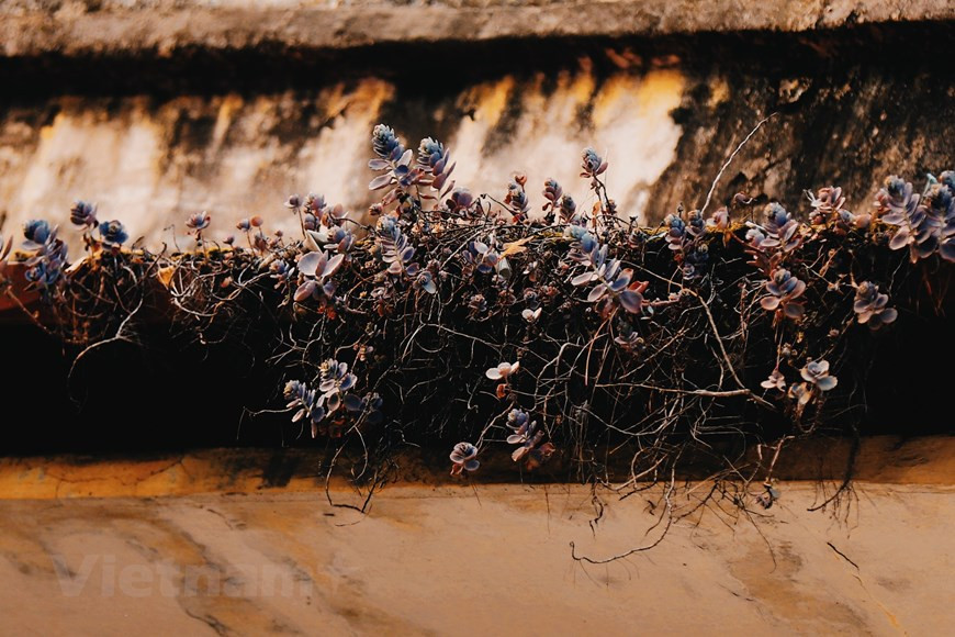 En visitant Hanoï au début de l'hiver, les visiteurs sont surpris de voir une image très différente de la capitale. Photo: VietnamPlus