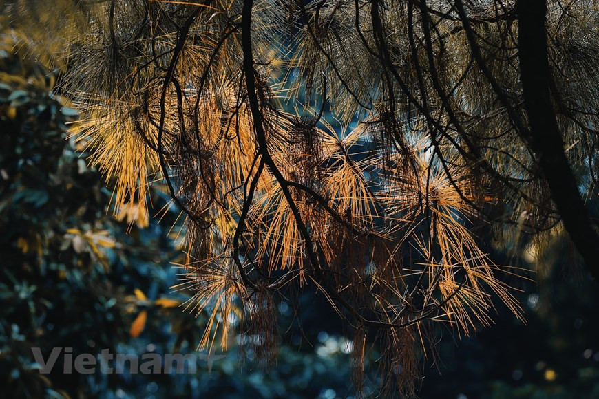 Le temps froid commence à partir de décembre et pourrait durer jusqu'à fin février. Photo: VietnamPlus