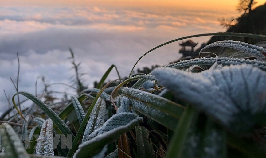 Plantes couvertes de givre. Photo: VNA