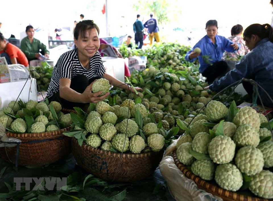  Chez un commerçant dans le chef-lieu de Dong Banh, district de Chi Lang: la pomme cannelle est sélectionnée avant d’être exportée en Chine. 