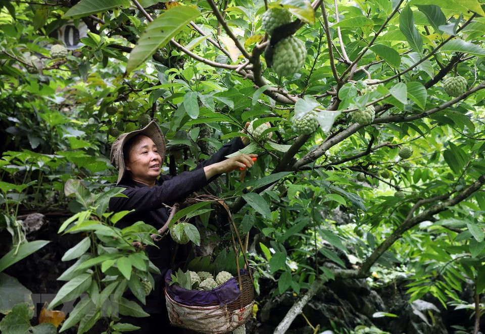  Récole à Lung Than, chef-lieu de Dong Mo, district de Chi Lang. 