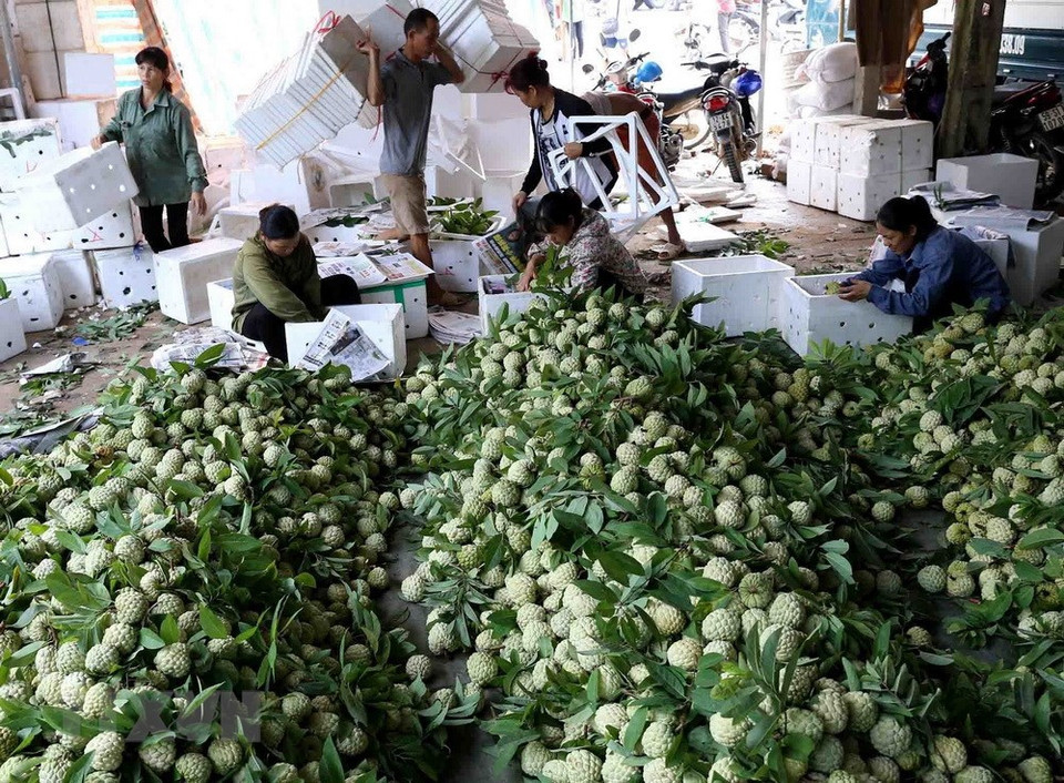  Chaque jour, ce commerçant dans le chef-lieu de Dong Banh, district de Chi Lang, achète environ 20 tonnes de pomme cannelle pour l’exportation en Chine. 