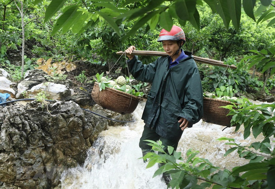  Chi Lang et Huu Lung, au sud de la province, sont deux districts ayant le plus de plantations. Le district de Chi Lang récolte en moyenne chaque année au moins 15.000 tonnes de fruits. Huu Lung, pour sa part, en donne plus de 13.000 tonnes.