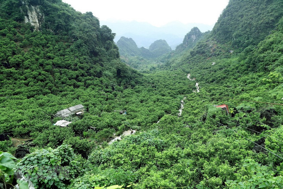  La pomme cannelle est cultivée sur les pentes de montagne. Pendant la saison de la récolte, les agriculteurs doivent grimper sur des sentiers de montagne de 3 à 4 km pour transporter ce fruit. 