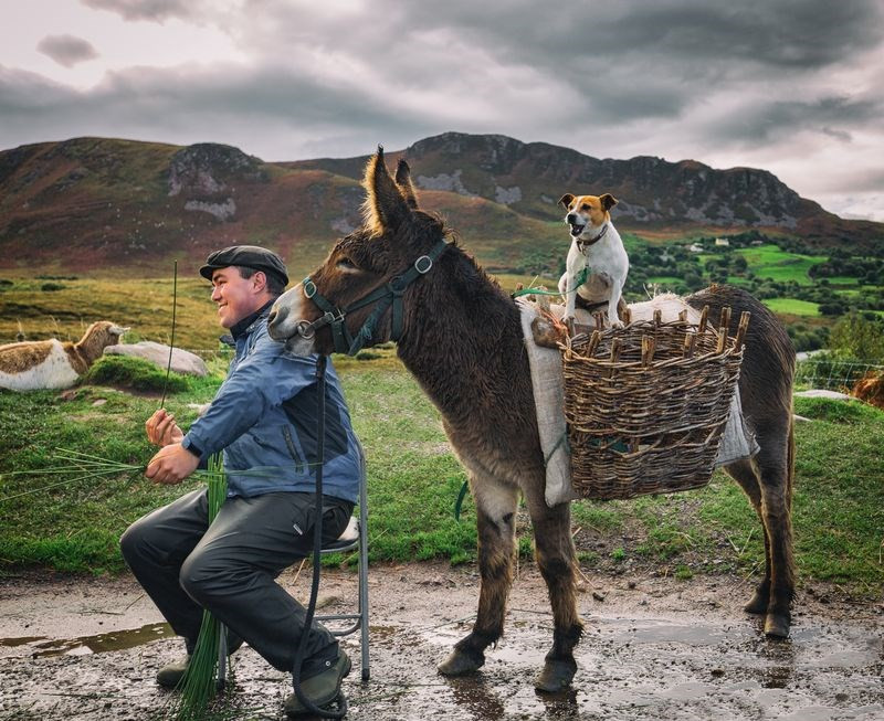 Trois bons amis : un homme irlandais à côté de son âne et de son chien.